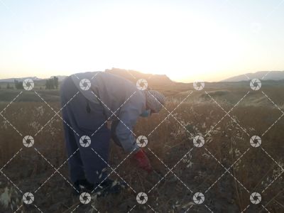 گندم زار -دژکوه - 4